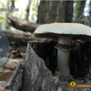 Priego Micológico. Naturaleza y Gastronomía